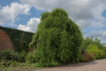 Green Foliage of a Tupelo or Black Gum Tree (Nyssa sylvatica) in a Woodland Garden in Rural Devon, England, UK