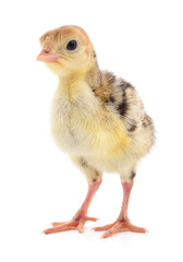 Chicken turkey isolated.