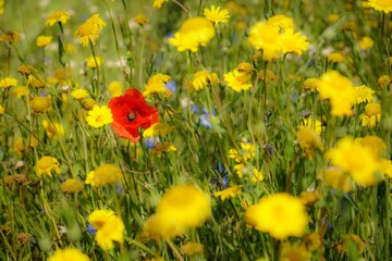 field of poppies