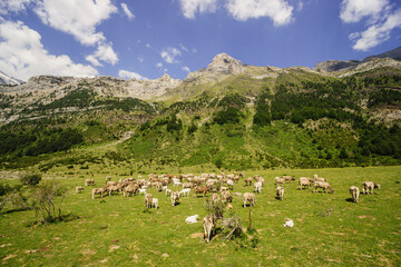 Fototapeta na wymiar Rebaño de vacas, Camino de los Llanos de la Larri, Pirineo Aragones, Huesca, Spain.