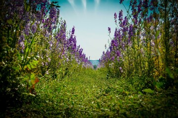 purple flowers in the grass