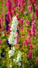 pink flowers in a garden