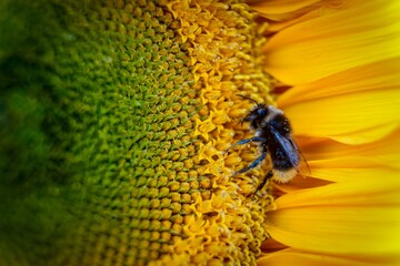 bee on sunflower