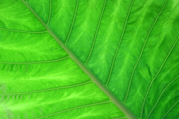 green leaf as background or texture