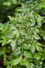 Green flowers on wet leaves.