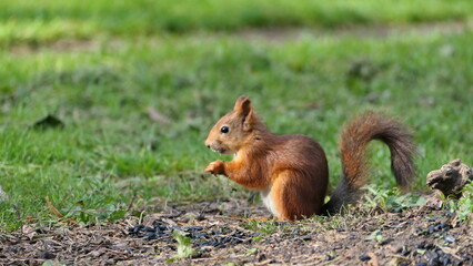 red squirrel on a tree