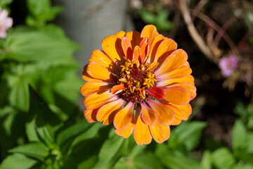 Flor de clavel clavelón