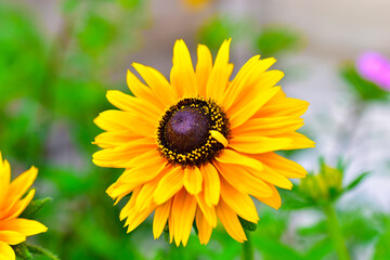 Yellow bright flowers of rudbeckia yellow perennial chamomile