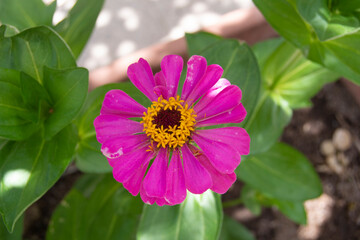 Flor de clavel clavelón