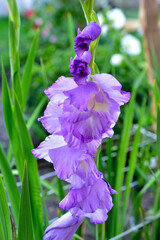 Purple beautiful flowers of the gladiolus species (gladiolus)