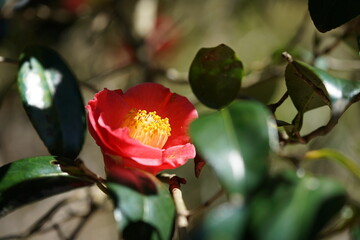 Light Red Flower of Camellia in Full Bloom
