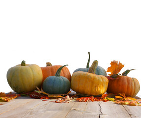 Pumpkins and maple leaves isolated on white background.Harvest or Thanksgiving table