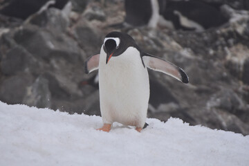 Fototapeta premium Gentoo penguin in Barrientos Island, Antarctica