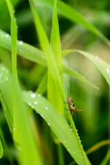 Grasshopper on a green leaf of grass with dew.