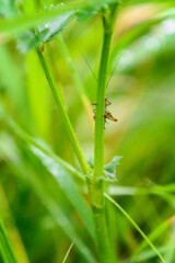 Grasshopper on a green leaf of grass with dew.