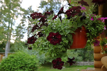 Heads of Purple flowers in the garden. Pot with flowering nasturtium outside a wooden house. Selective focus