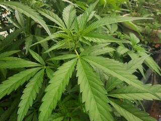 cannabis leaf on green background