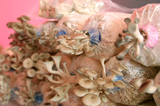 oyster mushroom in nursery bag