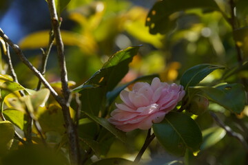 Faint Pink Flower of Camellia in Full Bloom
