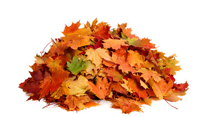 Pile of fall  colorful maple autumn leaves  isolated on white background