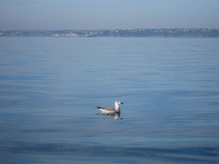 Seagull on the sea