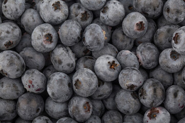 Fresh blueberry background. Texture blueberry berries close up.