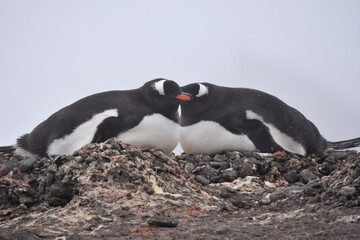 Fototapeta premium Gentoo penguin incubating their eggs in Barrientos Island, Antarctica