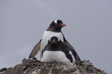 Gentoo penguin incubating their eggs in Barrientos Island, Antarctica