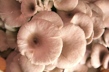 oyster mushroom in nursery bag