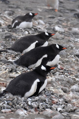 Fototapeta premium Gentoo penguin incubating their eggs in Barrientos Island, Antarctica