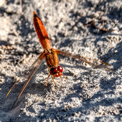 dragonfly - Libellule