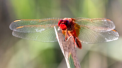 dragonfly - Libellule