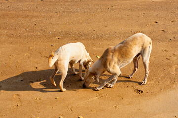 Fototapeta premium Two dogs play on the beach