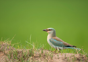 European roller (Coracias garrulus)