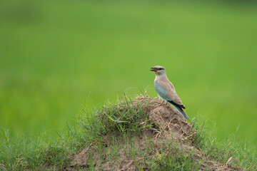 European roller (Coracias garrulus)