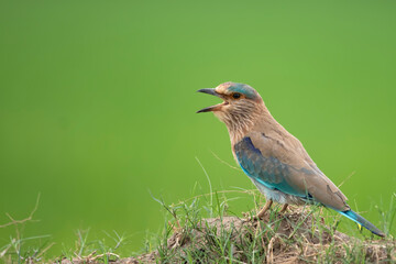 Indian roller (Coracias benghalensis)
