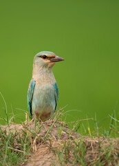 European roller (Coracias garrulus)