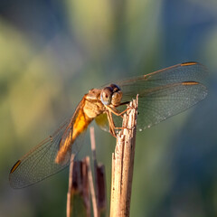 dragonfly - Libellule