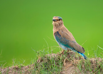 Indian roller (Coracias benghalensis)