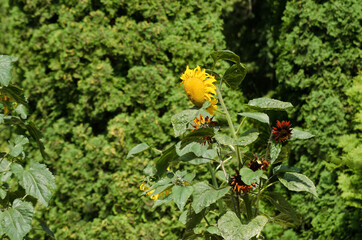 SUNFLOWERS - Beautiful flowering plant in the garden
