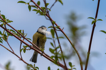 Great tit carrying a feather beack to it's nest