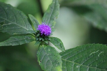 Closeup photography of violet flower with green background