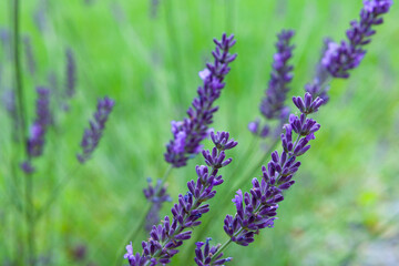 Fototapeta premium Violet lavender flowers in the field in daylight.