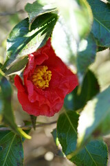 Light Red Flower of Camellia in Full Bloom
