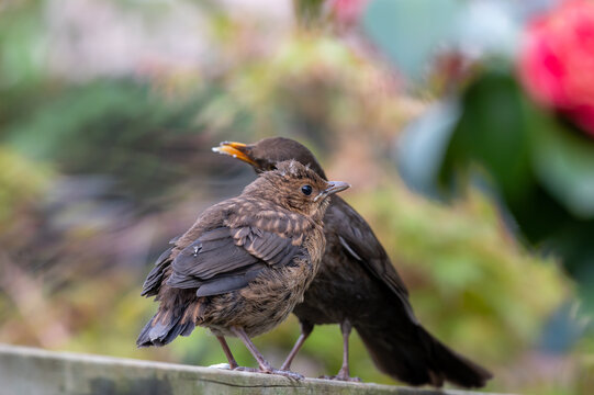 blackbird on a fence in a garden with it's young