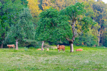 deer in the forest