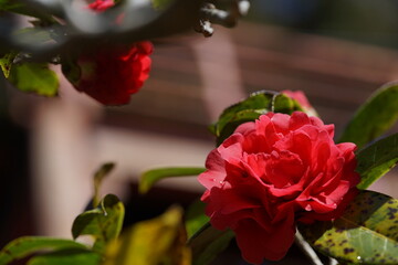 Light Red Flower of Camellia in Full Bloom
