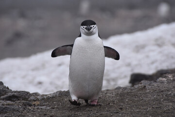 Chinstrap penguin in Barrientos Island, Antarctica