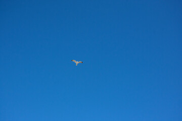 Lone Seagull In Dark Blue Sky With Generous Copy Space