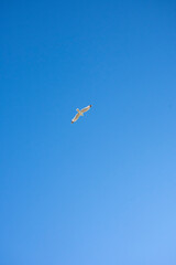 Lone Seagull In Dark Blue Sky With Generous Copy Space